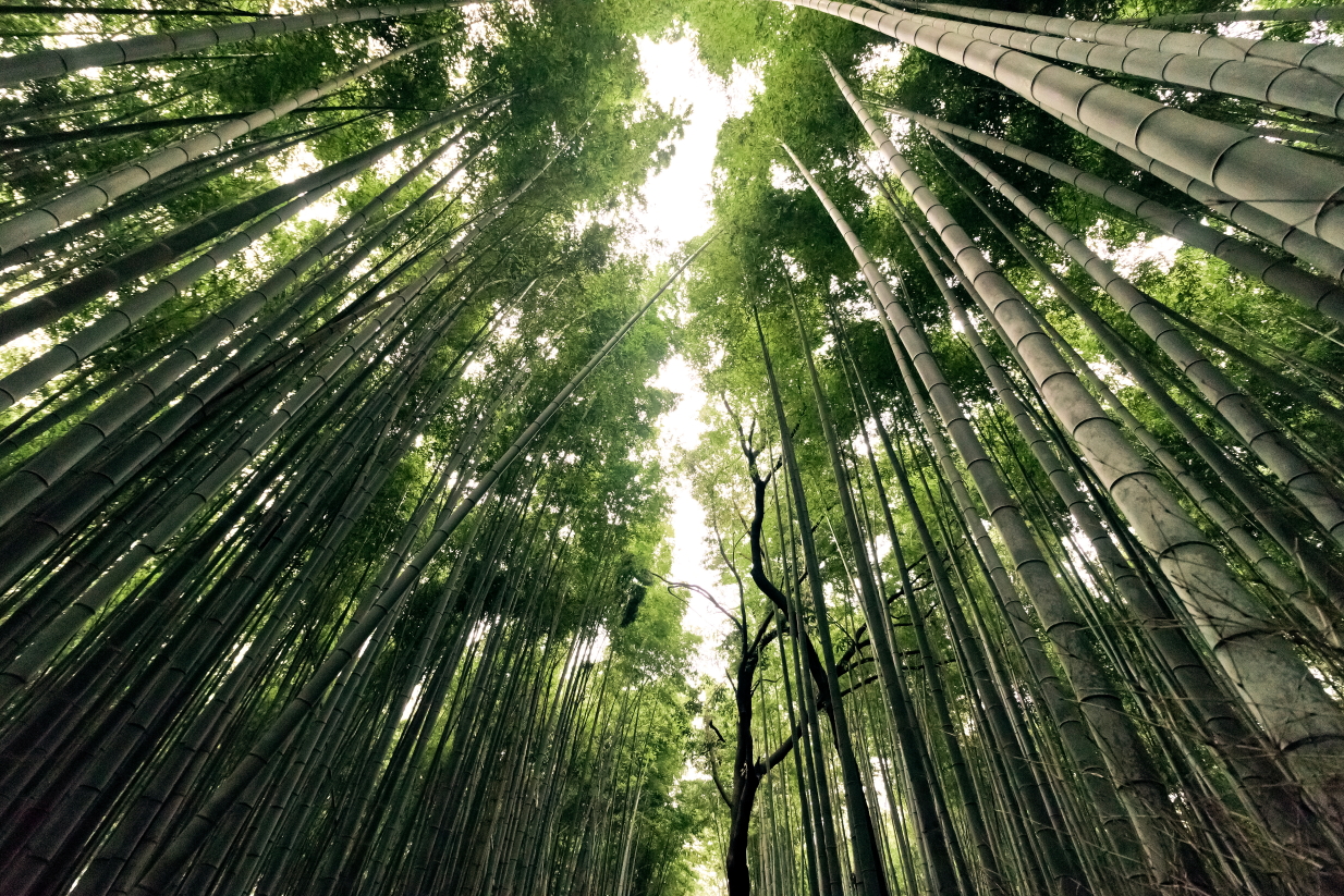 sphoto, sphotohi, sphotohawaii, arashiyama bamboo grove, bamboo forest, japan, kyoto